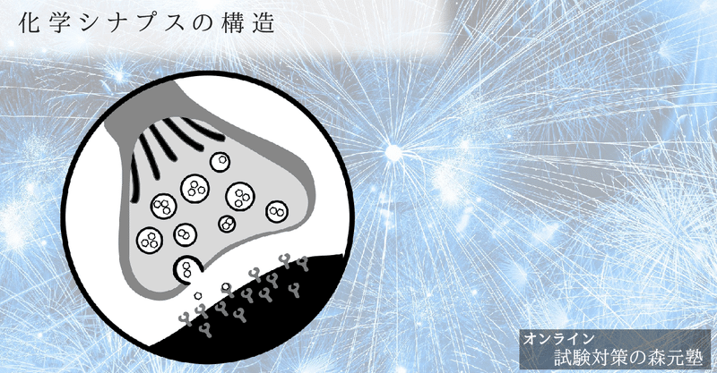 生理学 図解 イラスト とゴロで簡単 化学シナプスの構造 の覚え方 森元塾 国家試験対策 Note 生理学 図解 イラスト とゴロで簡単 化学シナプスの構造 の覚え方 森元塾 国家試験対策 Note