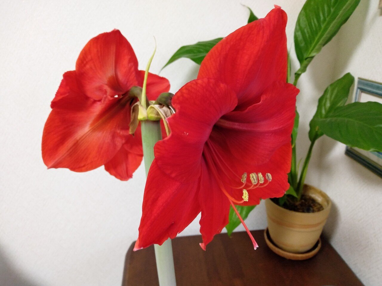 アマリリスの花 あんころもっち Note