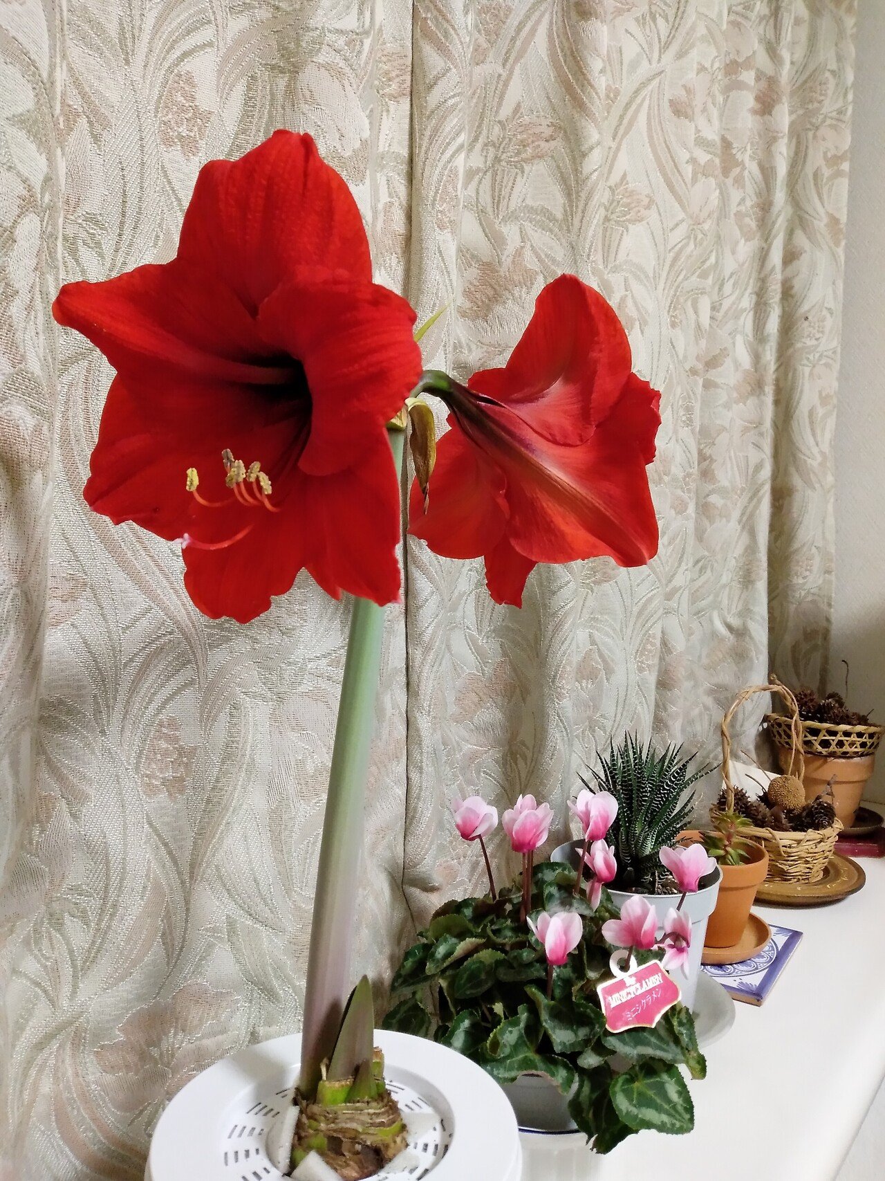 アマリリスの花 あんころもっち Note アマリリスの花 あんころもっち Note