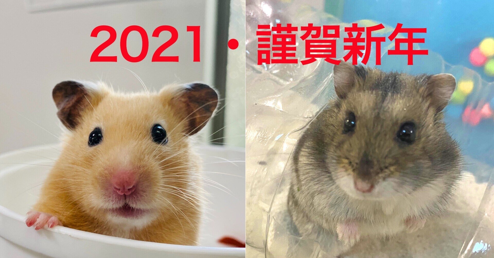 ハムスターさん専用　参考写真 パナソニックが「小動物ヘルスケアデバイス」のレシピを公開