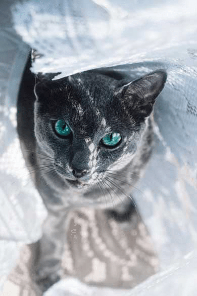 猫好き 癒されたい人必見 猫ってかわいいよね ロシアンブルー編 jigsaw Note毎日投稿 Note 猫好き 癒されたい人必見 猫ってかわいいよね ロシアンブルー編 jigsaw Note毎日投稿 Note