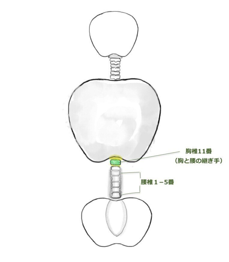 2020.1.2.胸椎11番＊3apple＊継ぎ手②