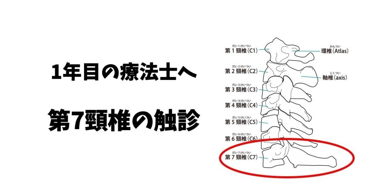 第7頸椎に触れてみよう｜加藤淳
