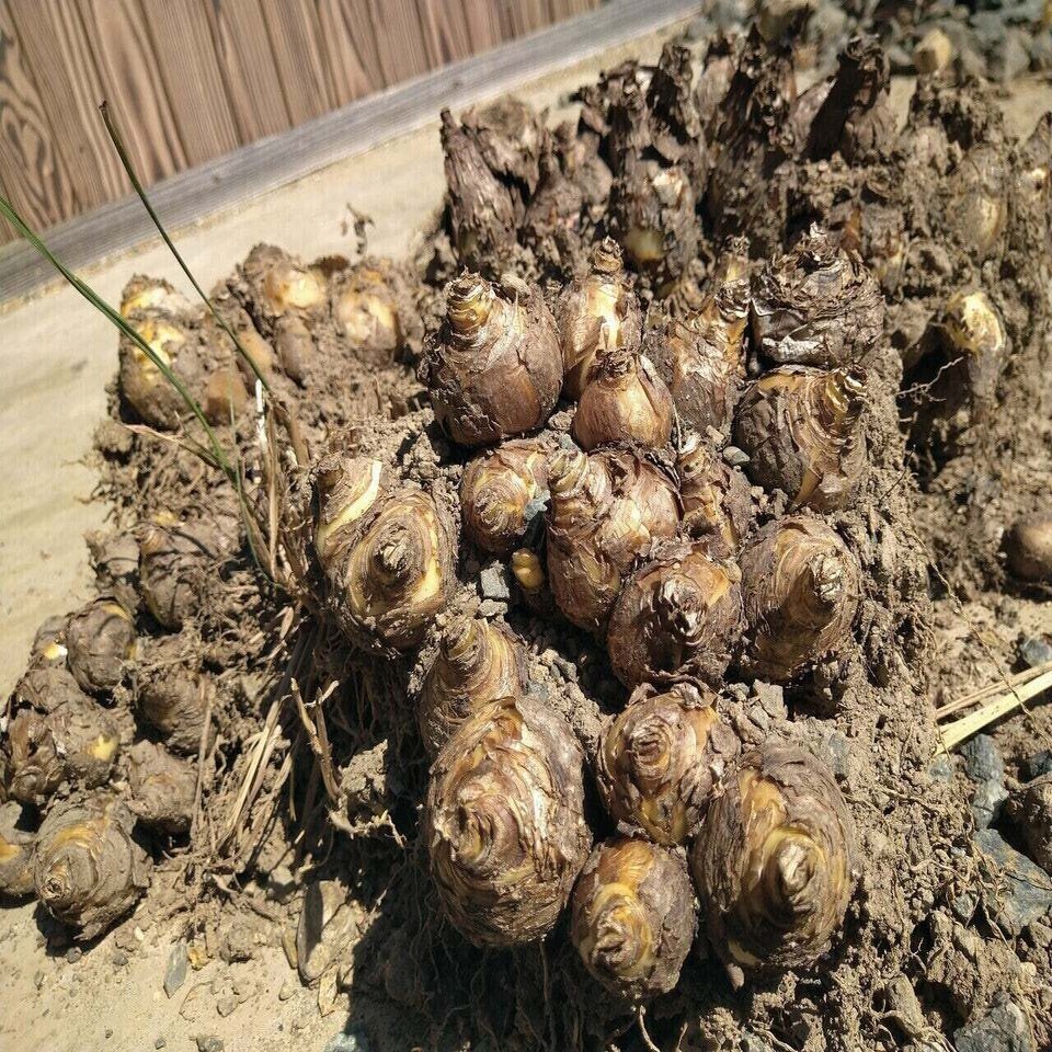 お庭づくり 球根の芽と バーネットの庭 ここ 古民家 Note