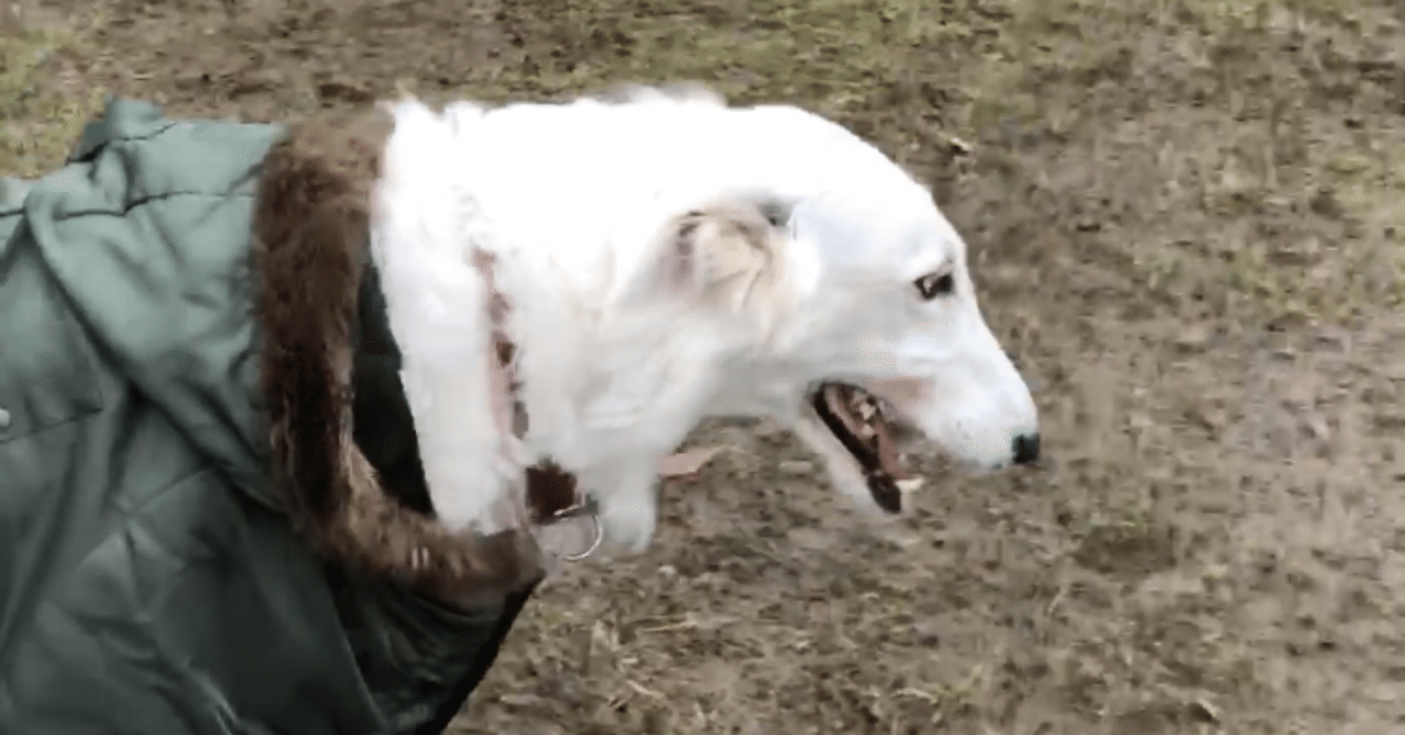 ボルゾイ」の新着タグ記事一覧｜note u2015u2015つくる、つながる、とどける。