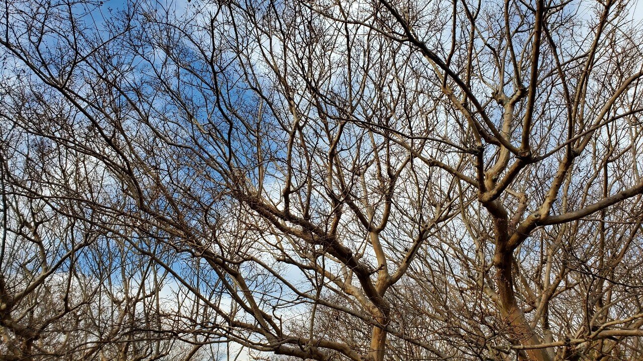 サルスベリの剪定方法 冬 花後 編 誰でもできる Yuuuuuuutro7 Note サルスベリの剪定方法 冬 花後 編 誰でもできる Yuuuuuuutro7 Note