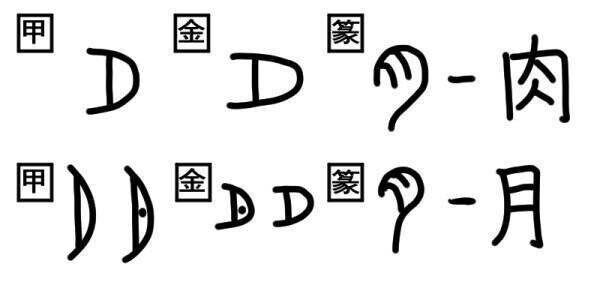 体の部位を表す漢字には なぜ 月 がつくのだろうか 生理と月の関係について考えてみました 青春エイリアンズ商店39番地 開店準備中 Note
