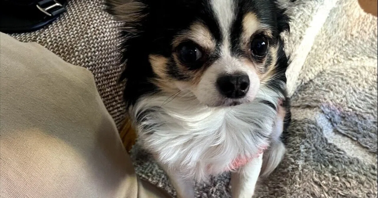 犬の里親 成犬を迎え入れるメリットとデメリット ぴぐ Note