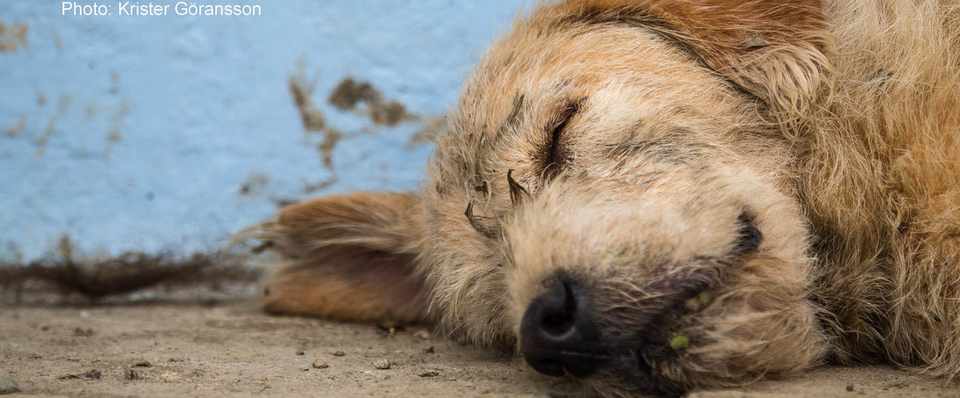 ここでお別れだ 野良犬がジャングルのレースで飼い主に出会った感動の実話 ジャングルの極限レースを走った犬 アーサー 4 発売 特集2 Hayakawa Books Magazines B