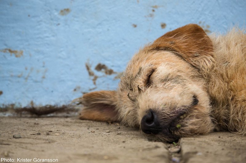 ここでお別れだ 野良犬がジャングルのレースで飼い主に出会った感動の実話 ジャングルの極限レースを走った犬 アーサー 4 発売 特集2 Hayakawa Books Magazines B