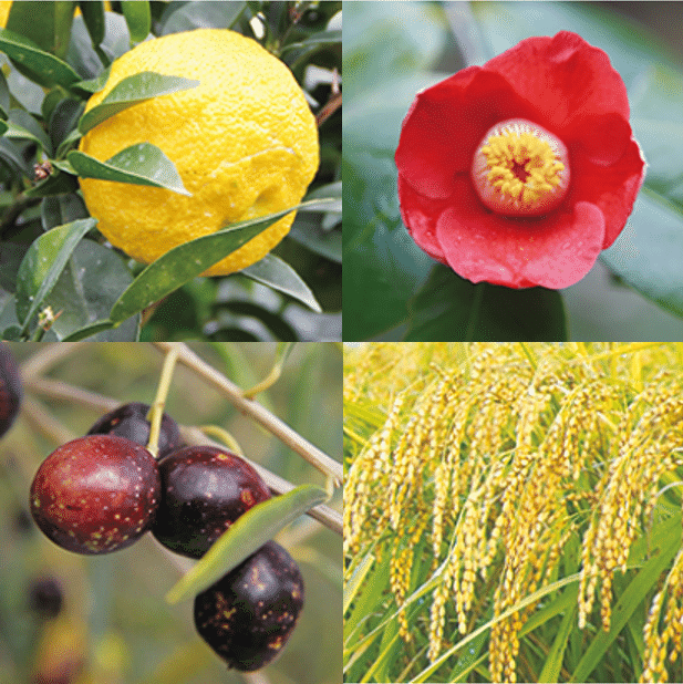 ４種の植物オイル写真
