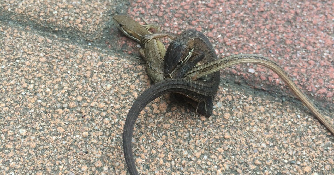 リザードンとニホンカナヘビ ほにほにほ Note