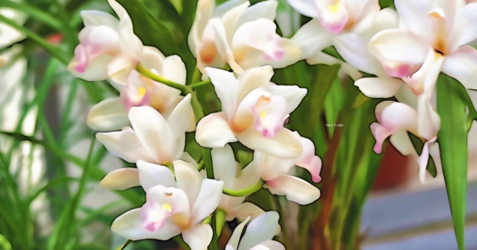 1月4日 誕生花は白美花蘭 誕生花短歌 御子柴 流歌 Note