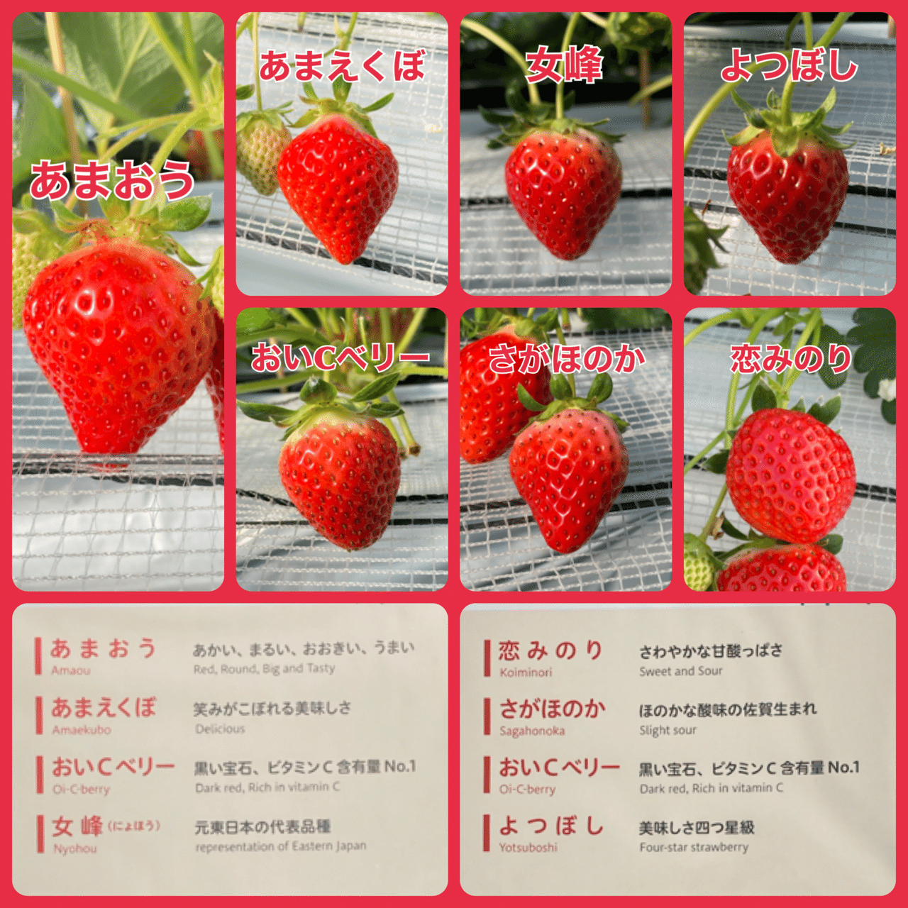 いちご狩り 1 福岡県八女市 プーさんのいちご園 へいちご狩りに行きました 大人1名2 000円 で最大10種のいちごが食べ放題 人気の あまおう は勿論のこと 市場で見かけないレアな品種も ちるげる Note いちご狩り 1 福岡県八女市 プーさんのいちご園 へいちご狩りに行きました 大人1名2 000円 で最大10種のいちごが食べ放題 人気の あまおう は勿論のこと 市場で見かけないレアな品種も ちるげる Note