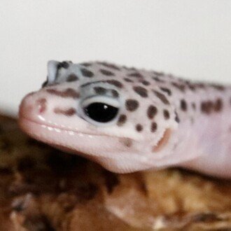 レオパお迎え計画 みはら まりも Note レオパお迎え計画 みはら まりも Note