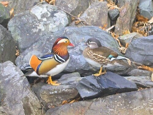 第1407回 四季の鳥 (冬)｜翆野 大地