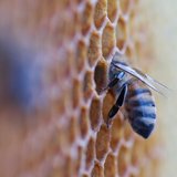 蜂蜜と黄粉の独立性
