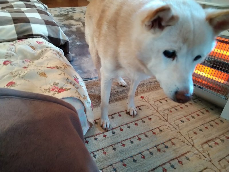 もし私が歩けなくなっても 変わらず側にいて 27 ゆきのすず 中島祐貴子 Note