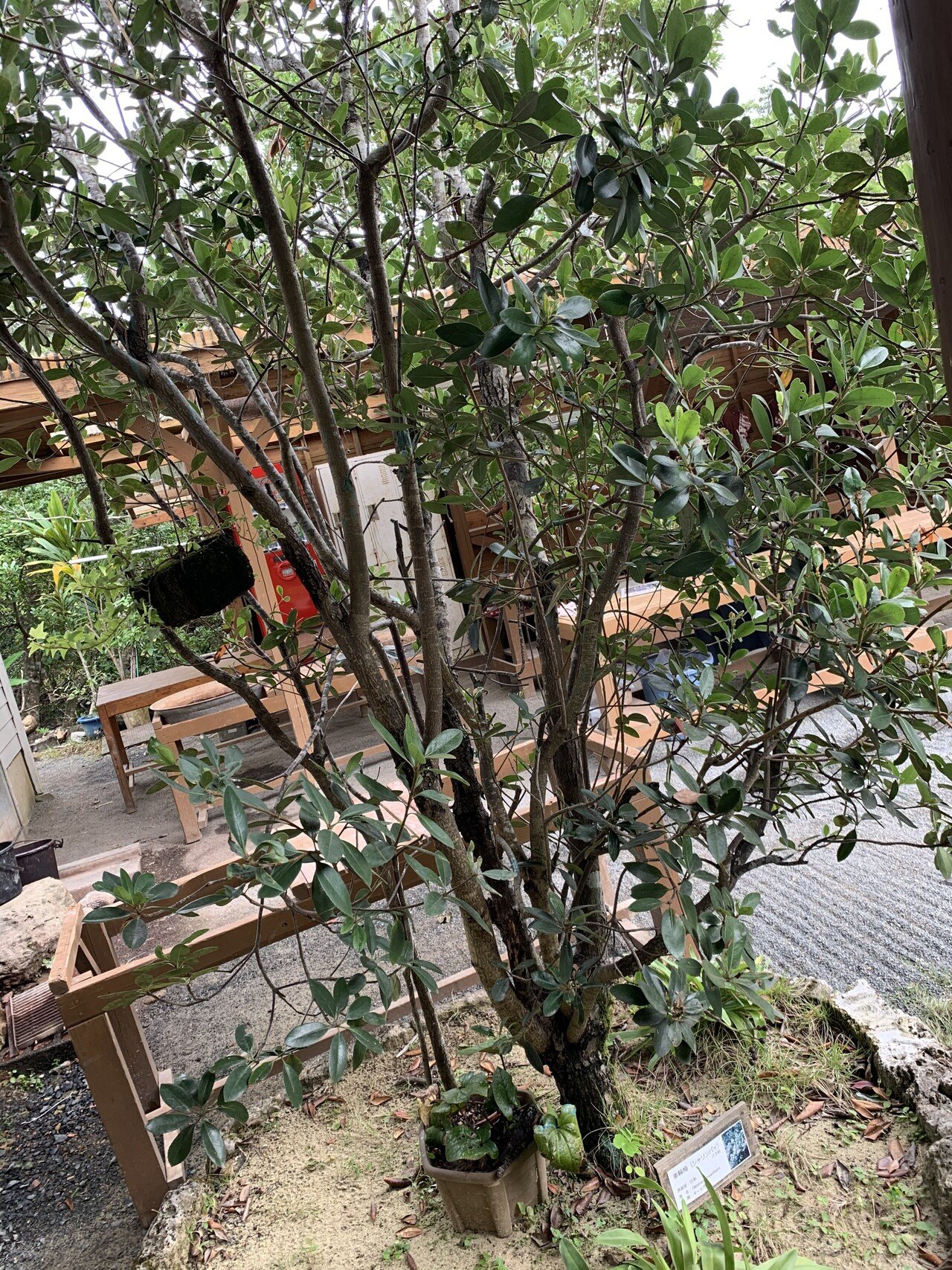 長く着れる服に 染める 奄美大島で泥染めに挑戦 Ky817 Note