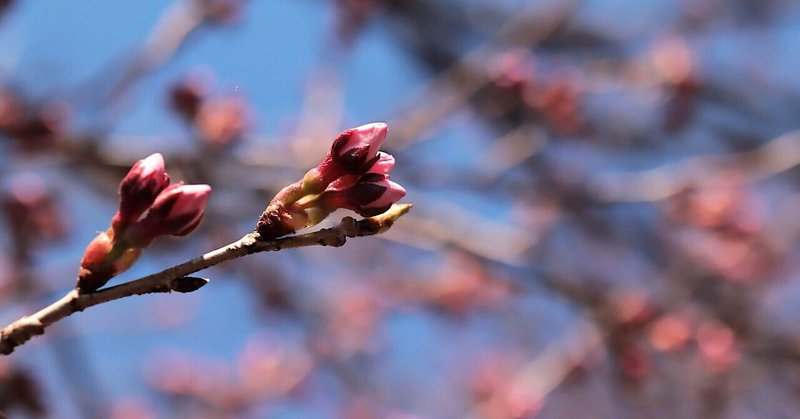 今年は 僕の中の小さな花を咲かせるための努力を続けたい うまっち Note 今年は 僕の中の小さな花を咲かせるための努力を続けたい うまっち Note