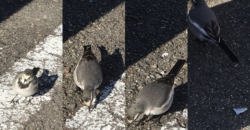膨ら雀ならぬ 寒さで膨らむ 鳥 Frau Schnitt Note 膨ら雀ならぬ 寒さで膨らむ 鳥 Frau Schnitt Note