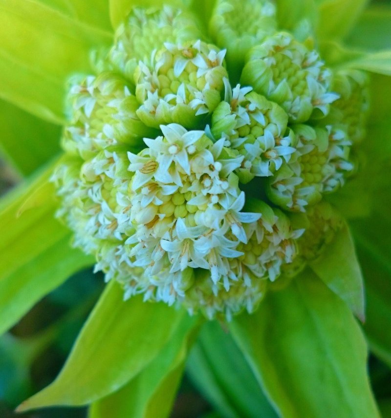ふきのとうの花 の新着タグ記事一覧 Note つくる つながる とどける ふきのとうの花 の新着タグ記事一覧 Note つくる つながる とどける