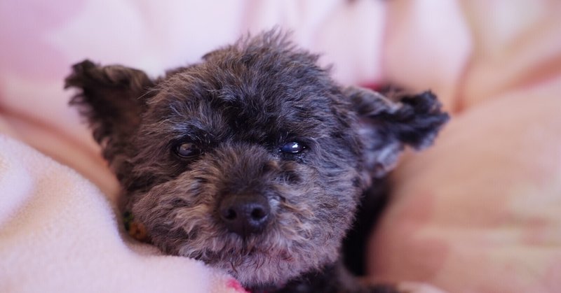 十犬十色 よもぎの背のび Note
