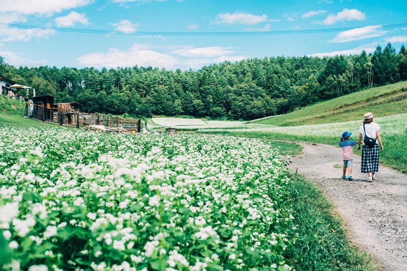 暮らし風景_中山高原と蕎麦畑と少年-2