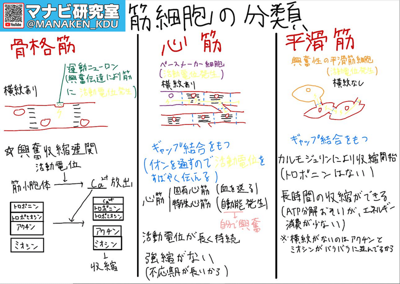 筋肉 を動かすしくみ 筋収縮についてのマナビ 九歯大生の講義グラレコ2020 マナビ研究室 Note