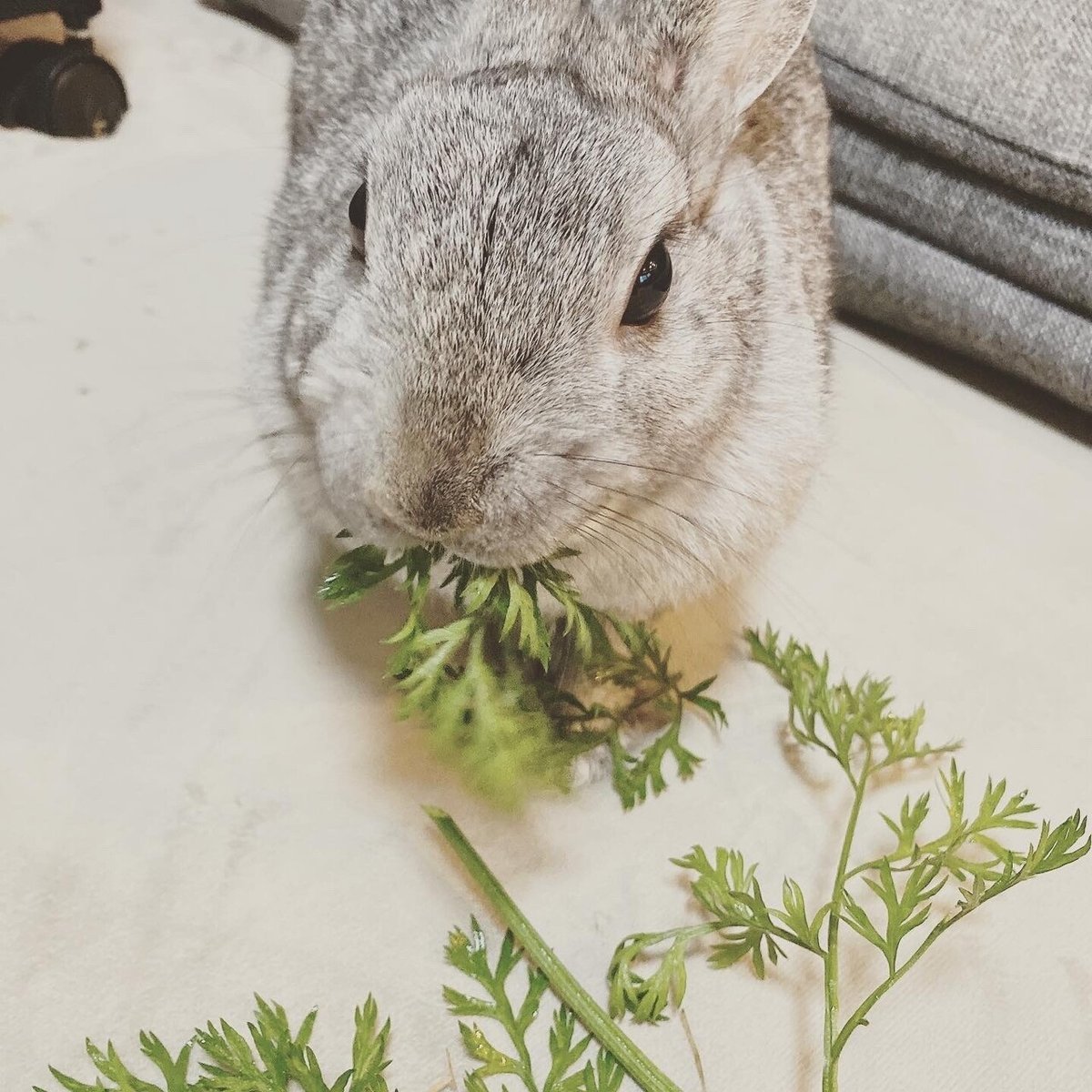 うさぎ様