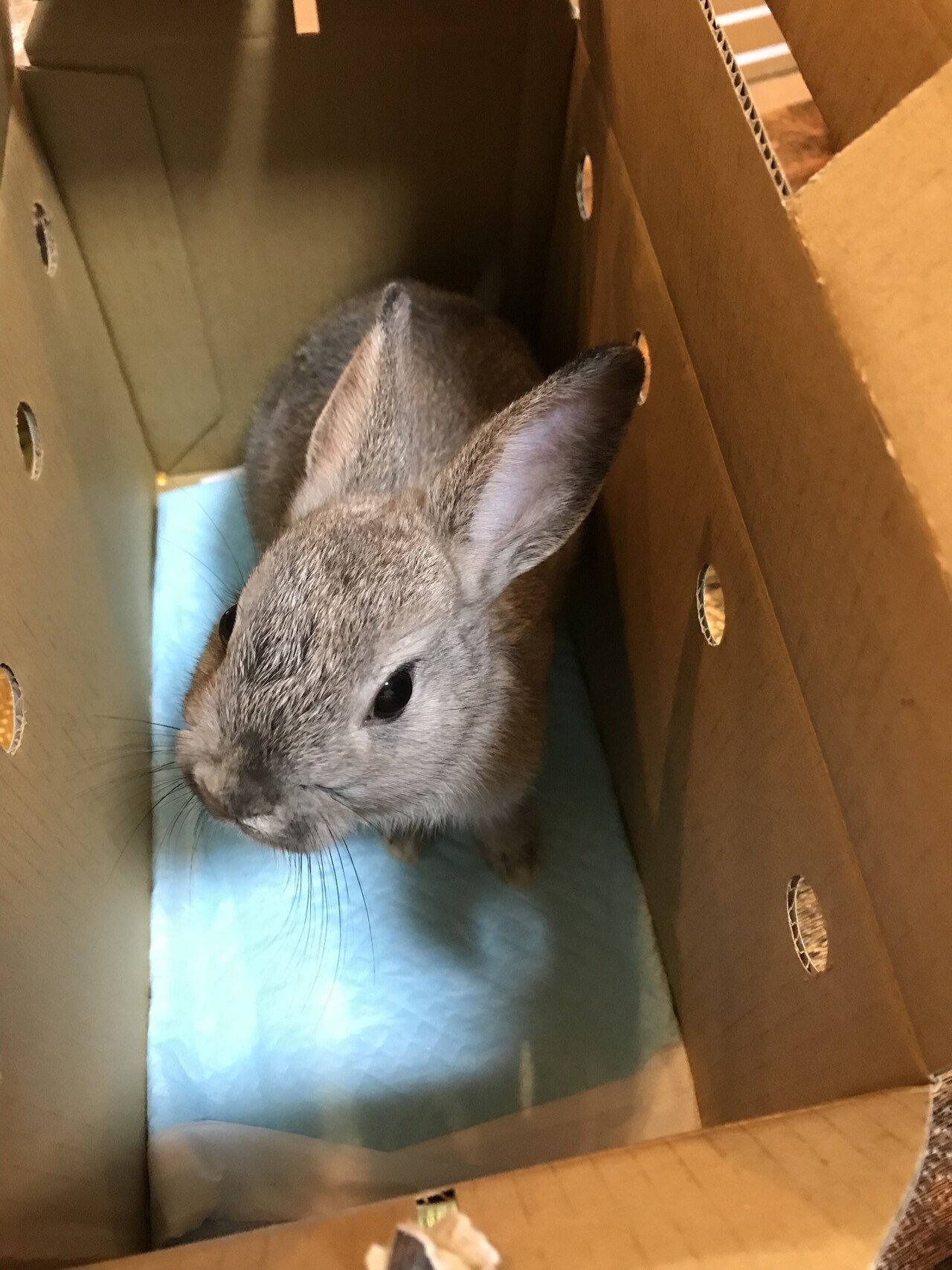 うさぎ様は劇カワなのに なぜ残念な生き物なのか 本間八重 Note うさぎ様は劇カワなのに なぜ残念な生き物なのか 本間八重 Note