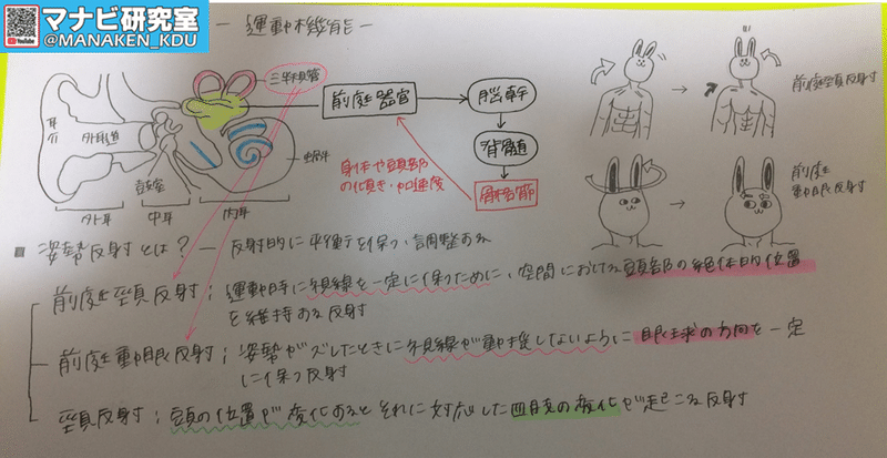 膝蓋腱反射はなぜ起こる 九歯大生の講義グラレコ2020 マナビ研究室 Note