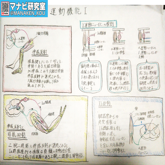 膝蓋腱反射はなぜ起こる 九歯大生の講義グラレコ マナビ研究室 Note