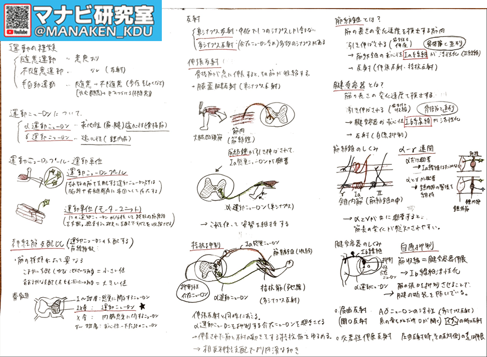 膝蓋腱反射はなぜ起こる 九歯大生の講義グラレコ マナビ研究室 Note