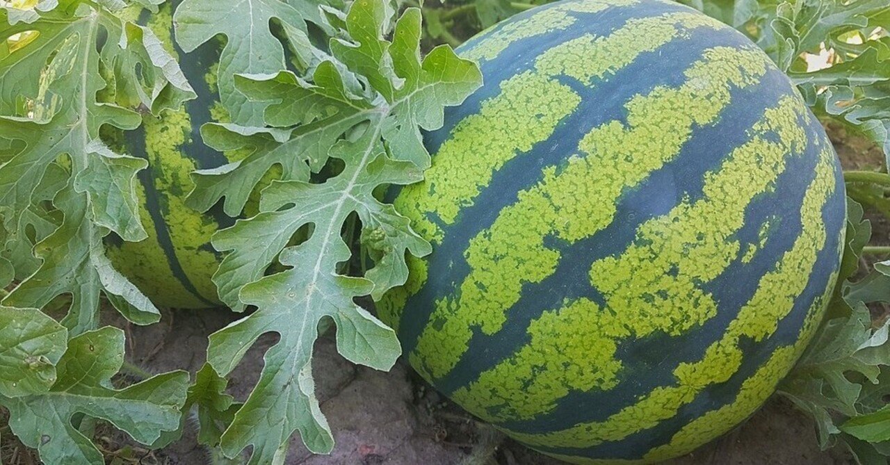 スイカ割りから得た教訓 牛山純一 Note スイカ割りから得た教訓 牛山純一 Note