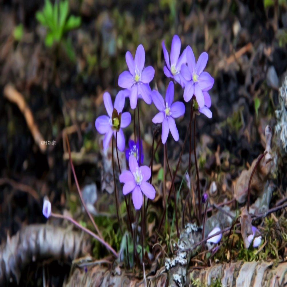 1月5日 誕生花は雪割草 誕生花短歌 御子柴 流歌 Note