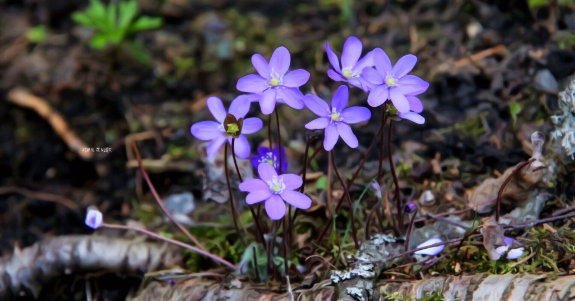 1月5日 誕生花は雪割草 誕生花短歌 御子柴 流歌 Note 1月5日 誕生花は雪割草 誕生花短歌 御子柴 流歌 Note