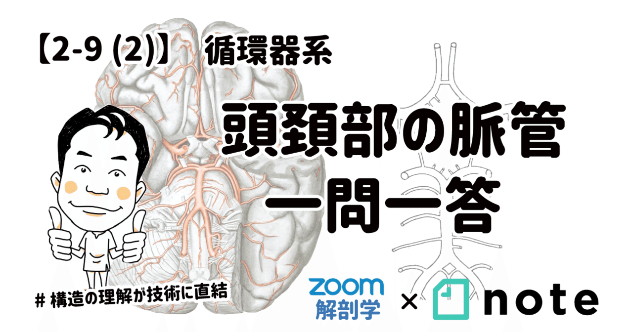 2-9(2)】頭頚部の脈管 一問一答｜かずひろ先生（黒澤一弘｜解剖学）