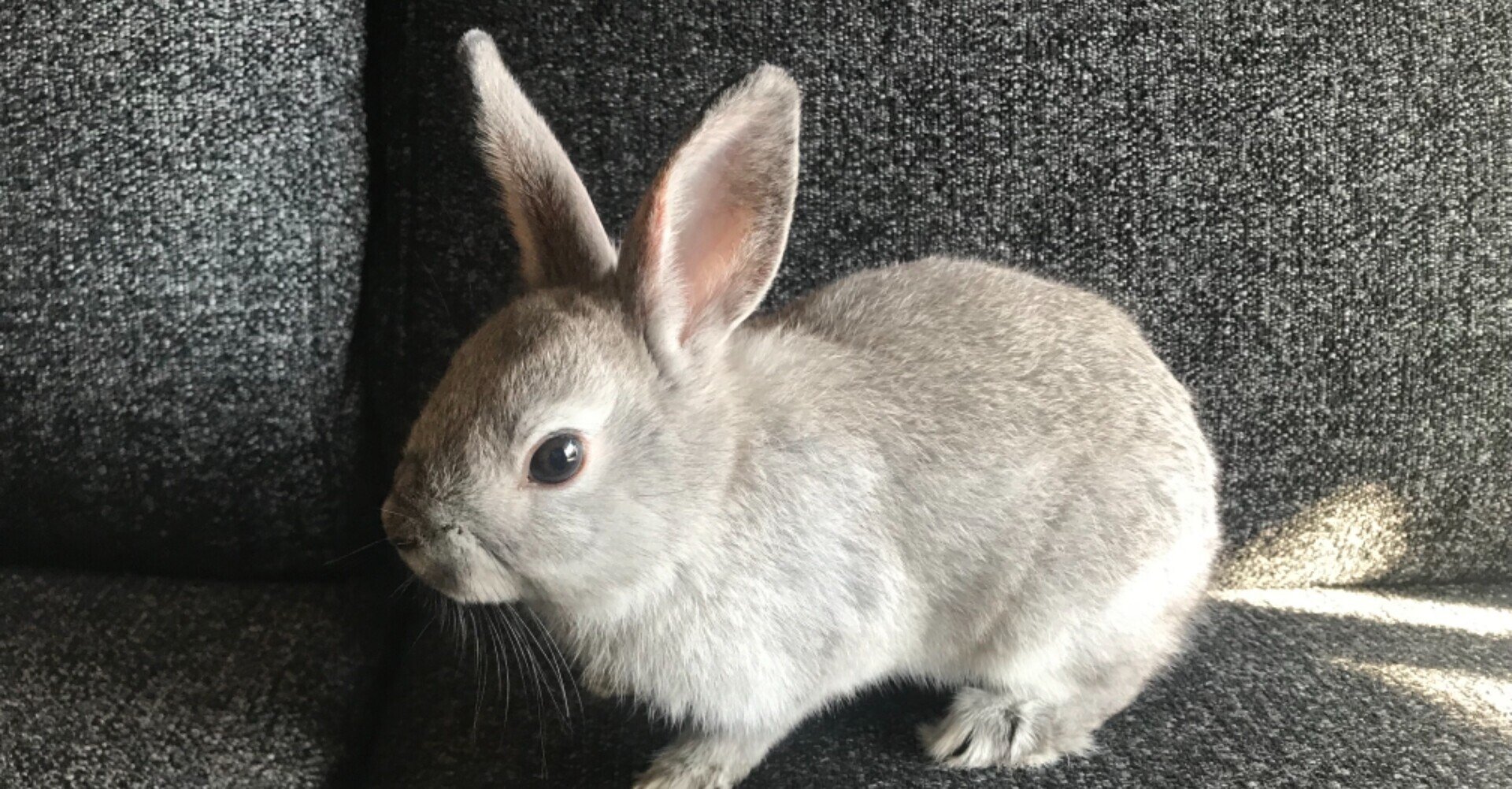 うさぎ様は劇カワなのに なぜ残念な生き物なのか 本間八重 Note うさぎ様は劇カワなのに なぜ残念な生き物なのか 本間八重 Note