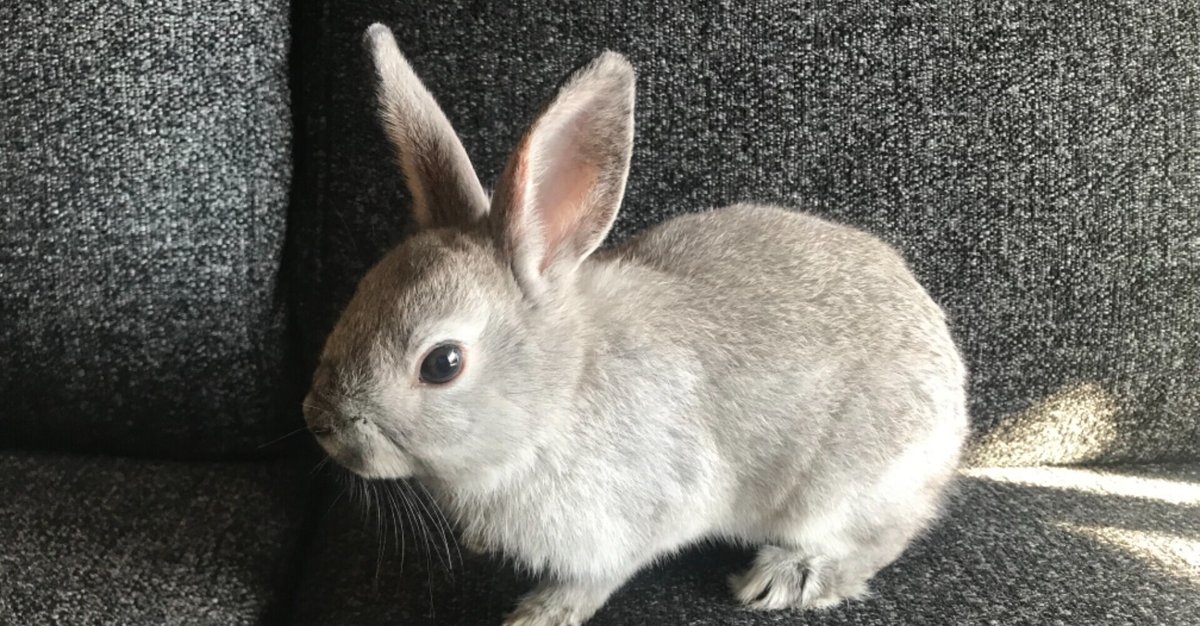 うさぎ様は劇カワなのに、なぜ残念な生き物なのか｜本間八重 