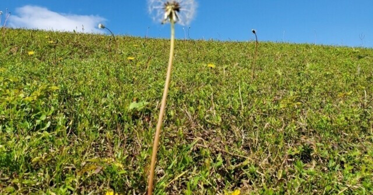 春に飛んだタンポポの種はいつ発芽するのか 野菜栽培レッスンプロの読書ノート 雑記帳 Note 春に飛んだタンポポの種はいつ発芽するのか 野菜栽培レッスンプロの読書ノート 雑記帳 Note