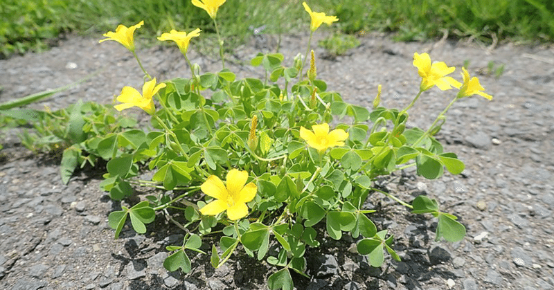 芝生のお手入れが面倒 そんなあなたにお勧めするカタバミのお庭 いさくま くらしの自然ガイド Note 芝生のお手入れが面倒 そんなあなたにお勧めするカタバミのお庭 いさくま くらしの自然ガイド Note