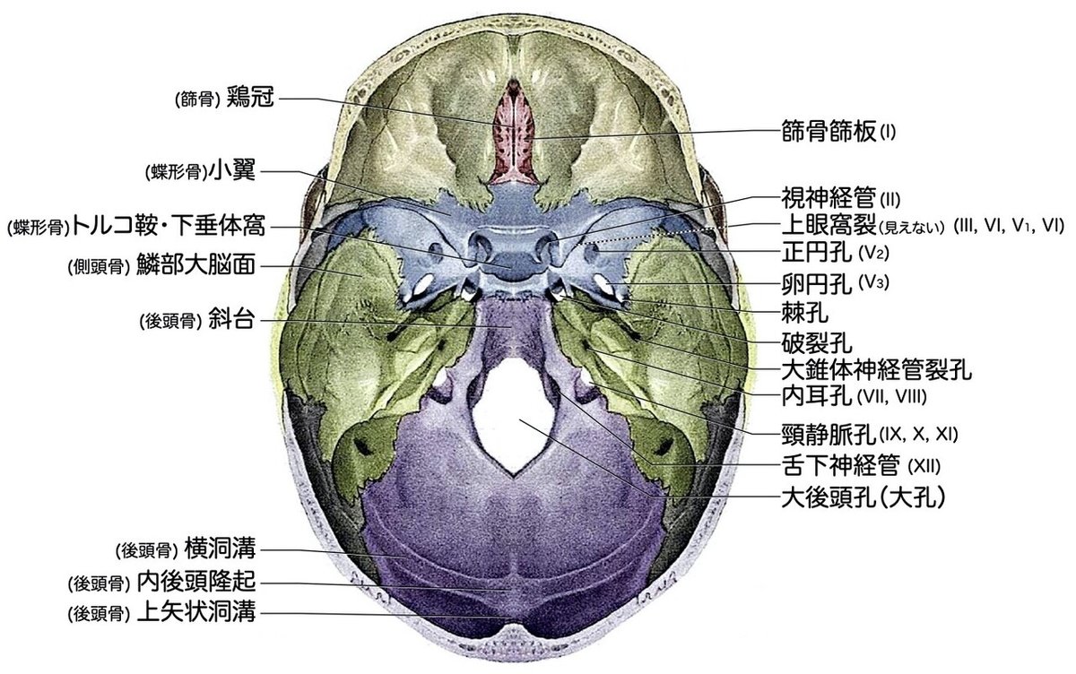 腹部・頭部・骨軟部画像解剖 徹底 メジカルビュー社｜画像医学・放射線医学｜画像解剖 徹頭徹尾 骨