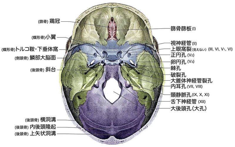 【徹底的国試対策】2-9 循環器系 - 頭頚部の脈管 問題吹き出し無し.053