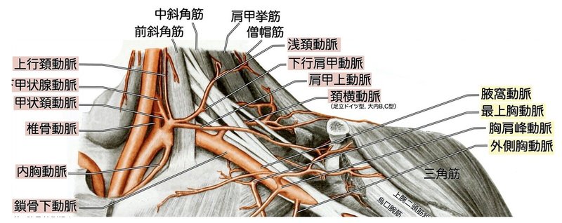 【徹底的国試対策】2-9 循環器系 - 頭頚部の脈管 問題吹き出し無し.055