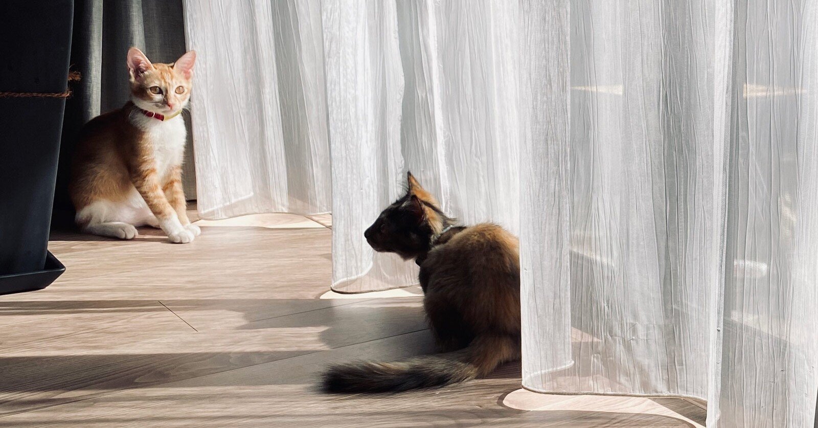 半年で試した9種類の猫砂の記録 みやもと Note