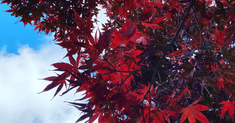 岡山で育てやすい樹木とは？！