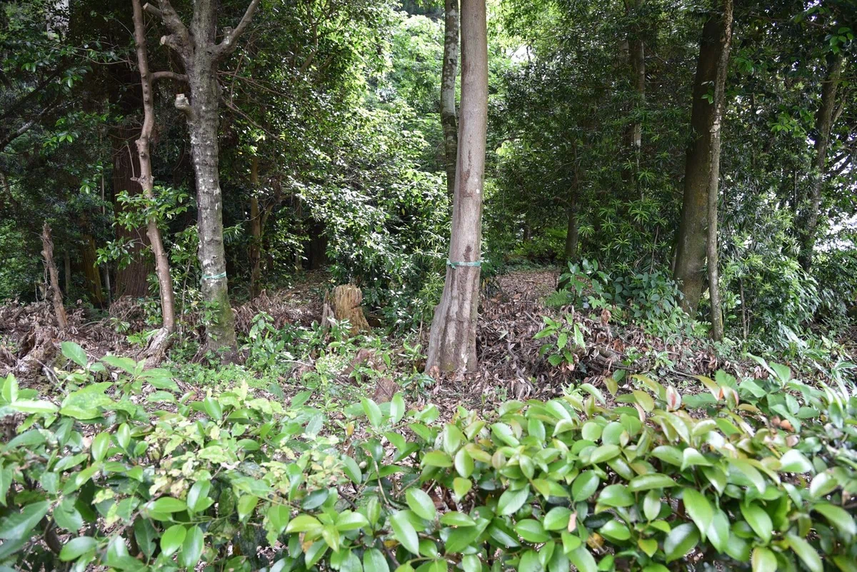 画像6