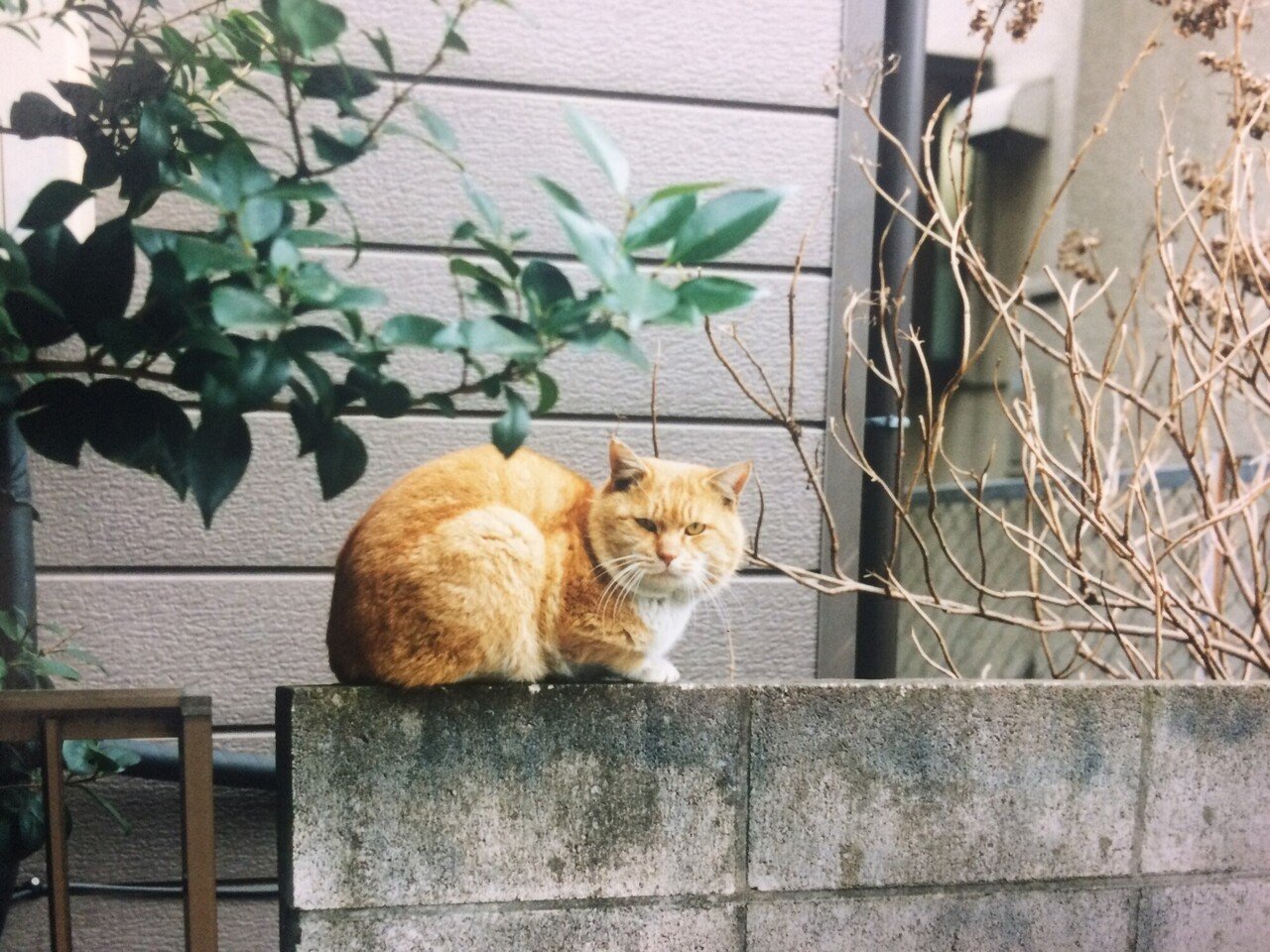浦和レッズファン感謝祭で60人の顔を青ざめさせ 新聞に載った小学4年生のゴール 映画監督 石井裕也連載 朝日新聞出版さんぽ Note