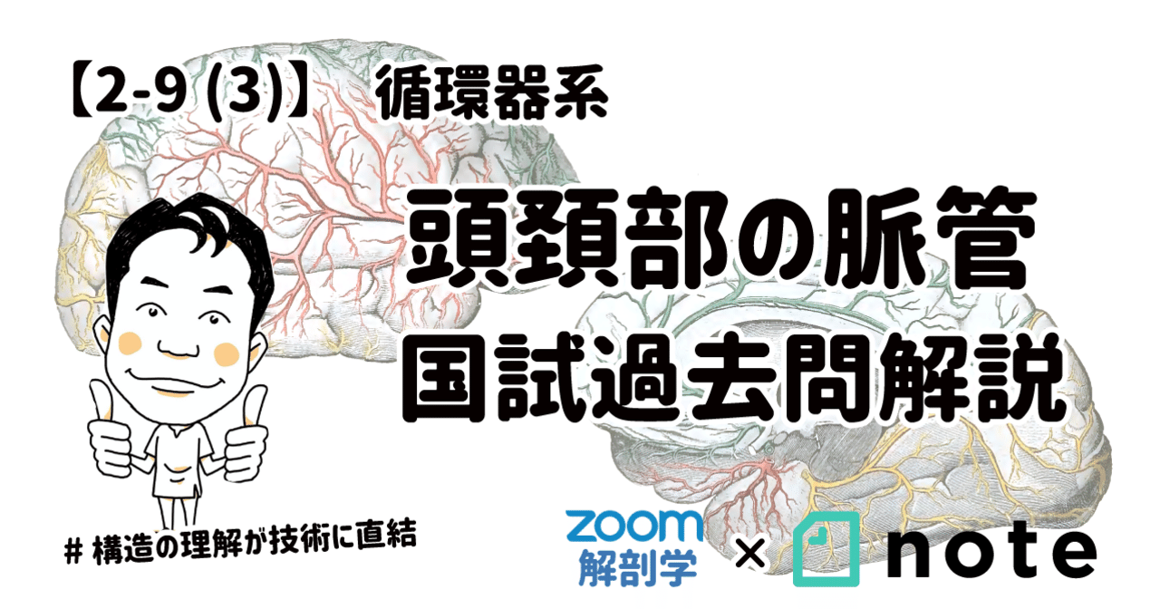 【2-9(3)】頭頚部の脈管 国試過去問解説